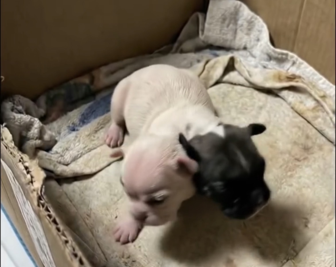 They say two hearts are better than one, but for Teo and Rudy, two lives are woven into one beautiful, miraculous journey.