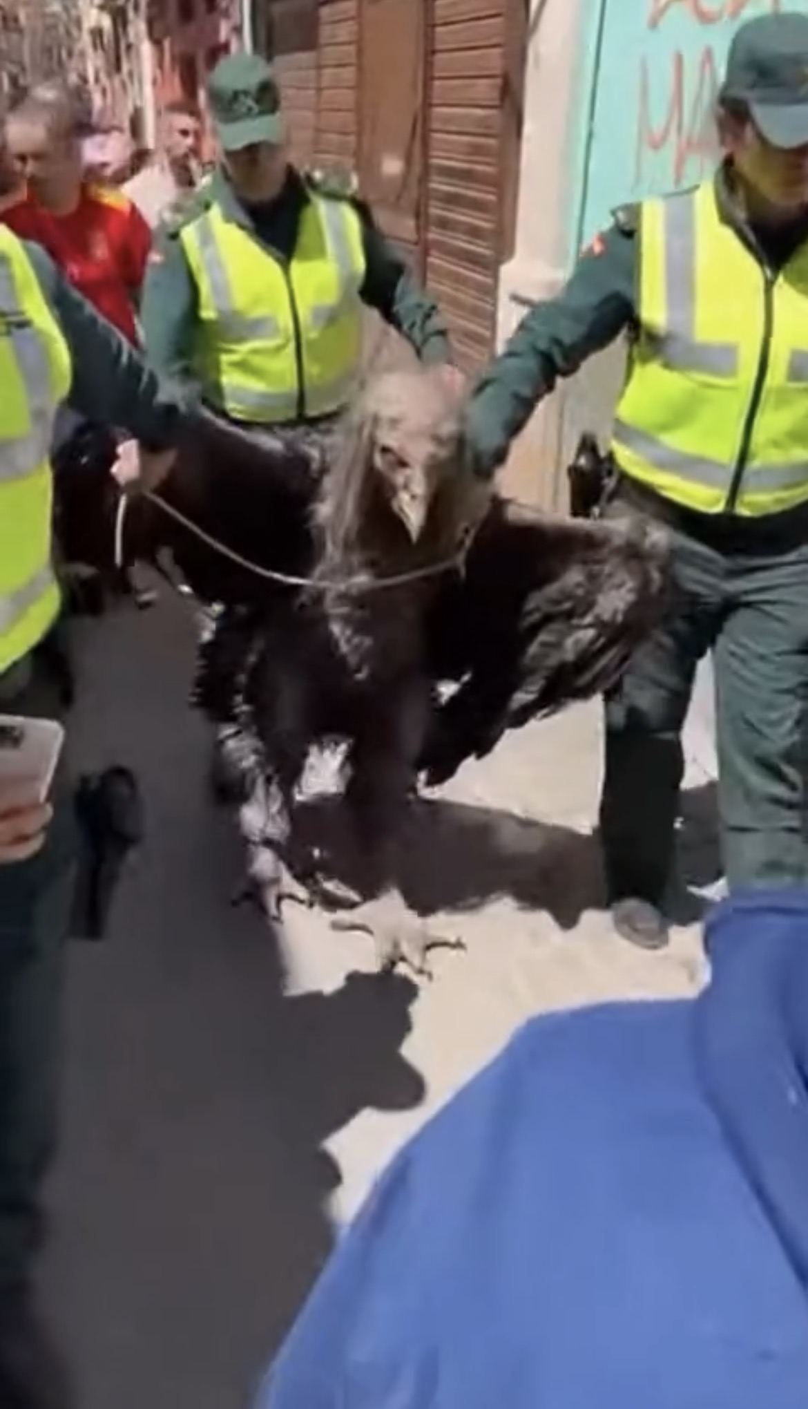 The Wing That Refused to Fall