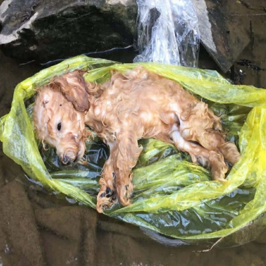 Puppy’s Heartbreaking End Highlights Human Neglect and Acts of Compassion