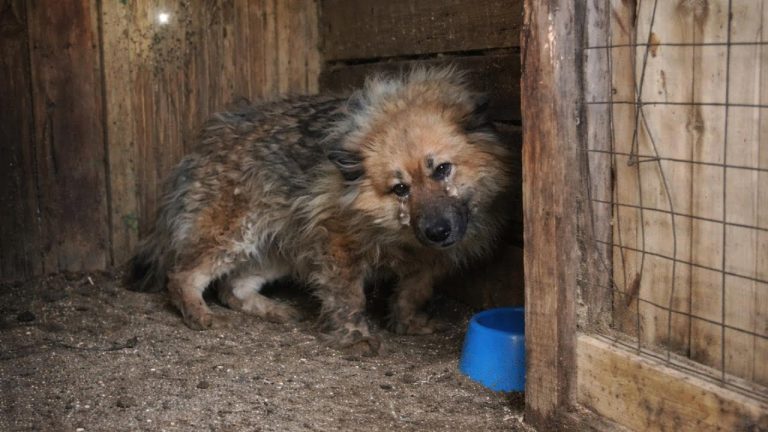 She Hid From the World in Fear and Confusion, Until Gentle Hands Taught Her How to Trust Again