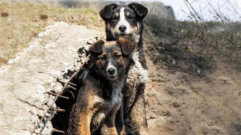 Touched with puppies hiding in the manhole waiting for their mom in vain