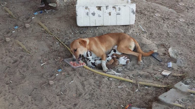 She Was Hungry, Crying Because Didn’t Have Enough Milk to Feed 8 Puppies In The Middle of Hot Street