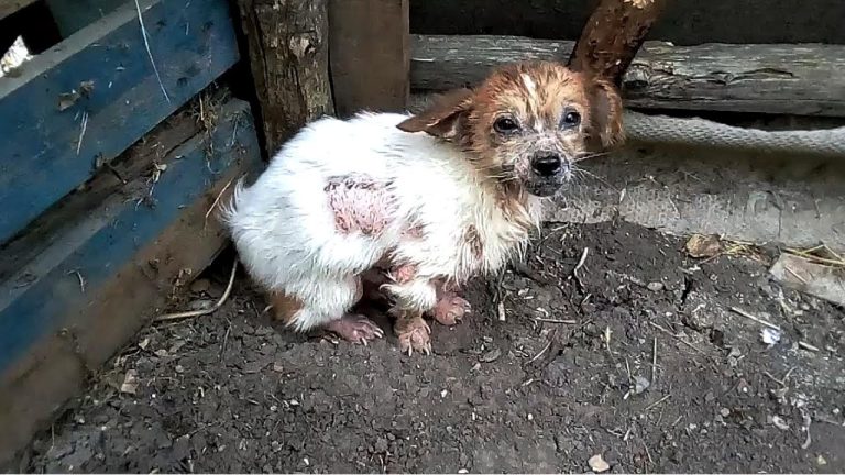 Small puppy only 4 kg was dumped like garbage! Amazing Transformation
