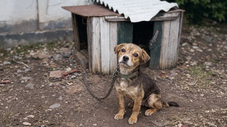 She Cried Day and Night, Chained in an Abandoned House — Then We Learned Why