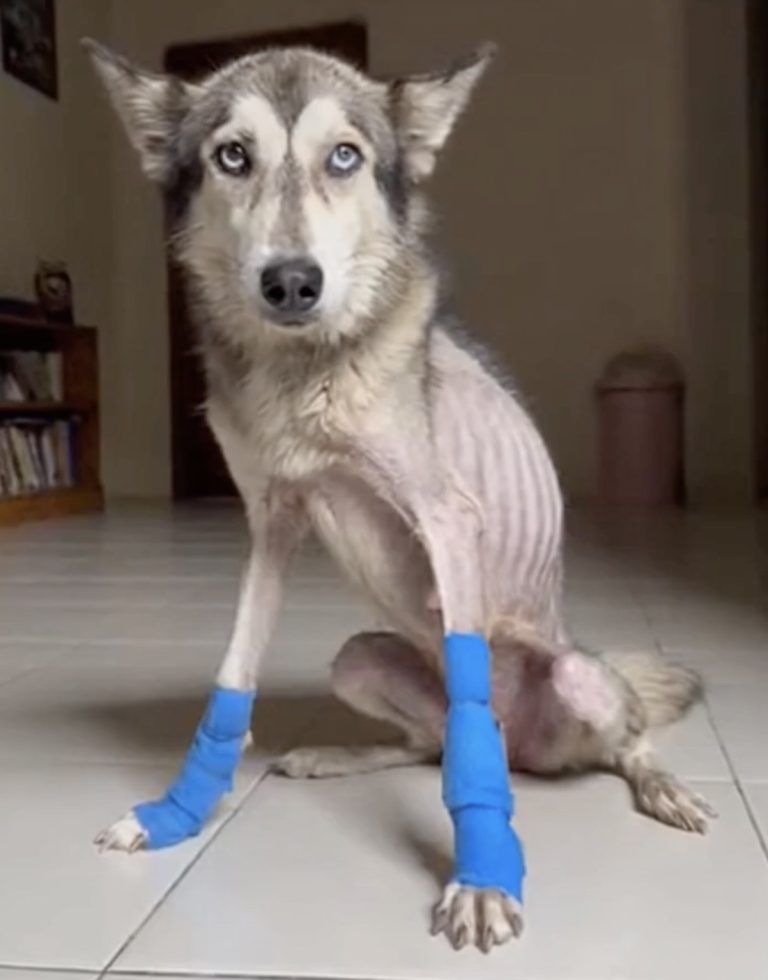 Why are you doing this Dad?, he whispered with hungry eyes… before being thrown from the car