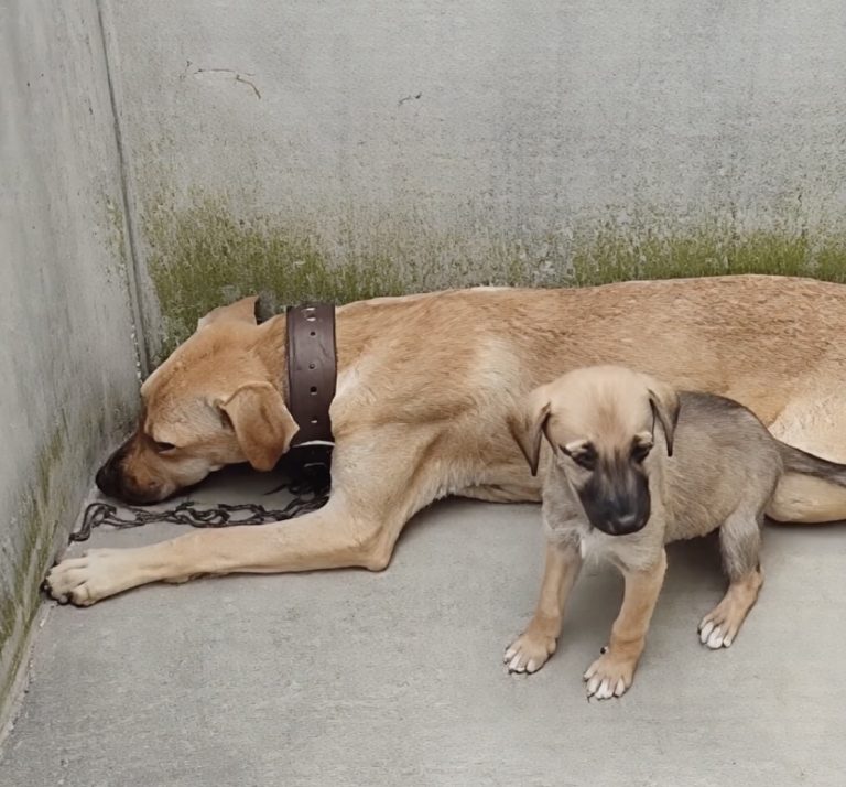 Frail Puppy Tried His Best To Protect His Mama Who Breathed Her Last After She Knew He Was Safe…