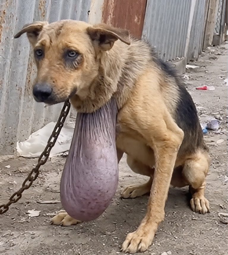 Chained for Years He Slept Among Trash Jordan Finally Feels What It Means to Be Free and Loved!