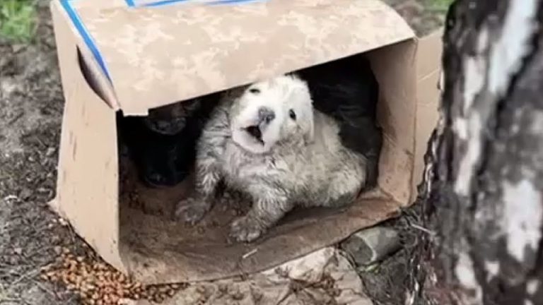 Shivering beneath the rain with no mother… crying just to stay alive