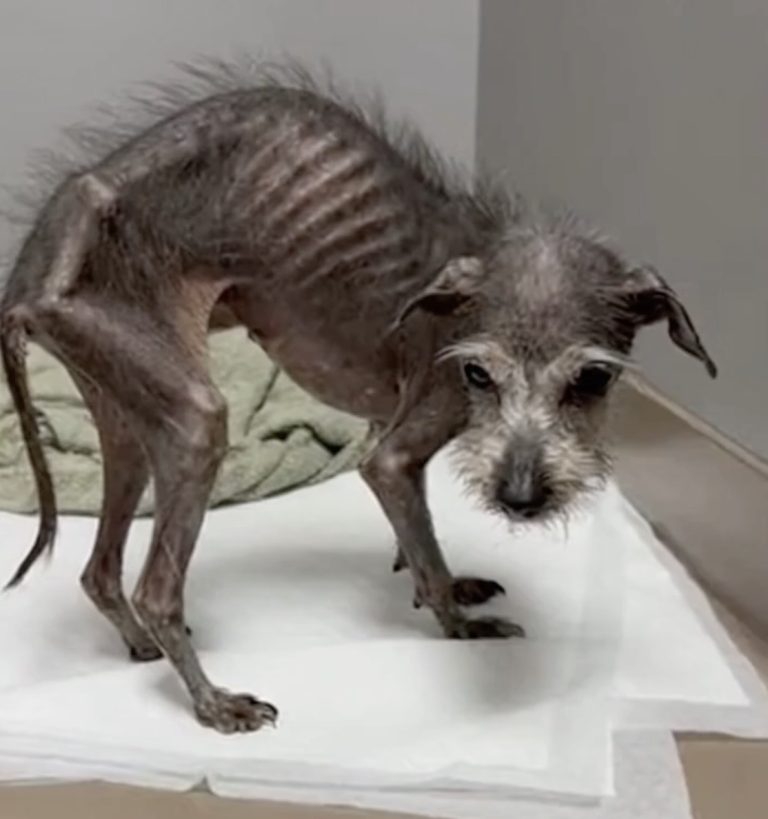 10+ Years Living In A Dark Cage, Had To Eat Her Own Excrement, She Sobbed Like A Baby Got Saved…