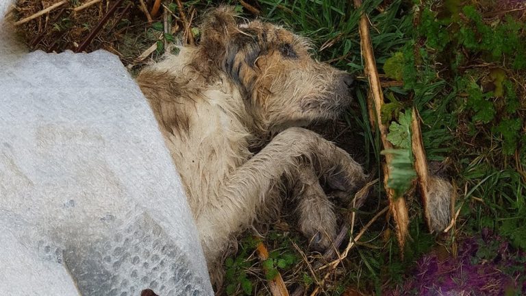Abandoned to Die in the Forest… The Skinny Dog Who Cried in the Rain Until a Miracle Found Him