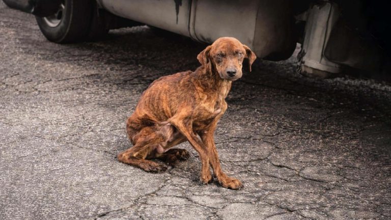 Locked Away and Left Behind He and Two Dogs Survive Starvation to Find Love and Forever Home!