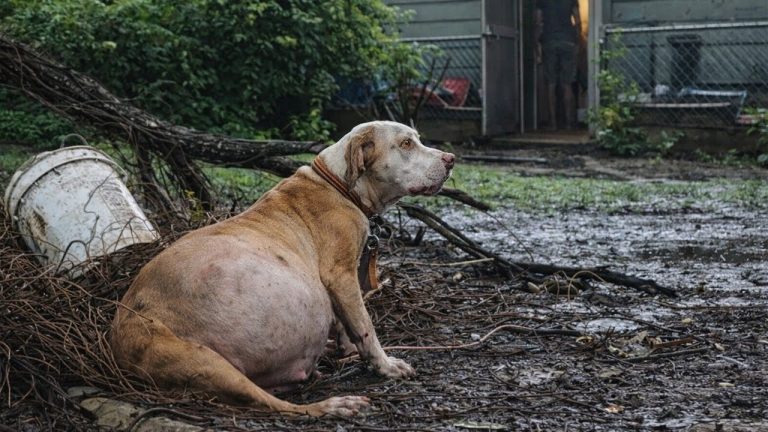 Pregnant Dog Feels Anxious, Looking at Her Owner and Wishing for Just One Moment of Love!