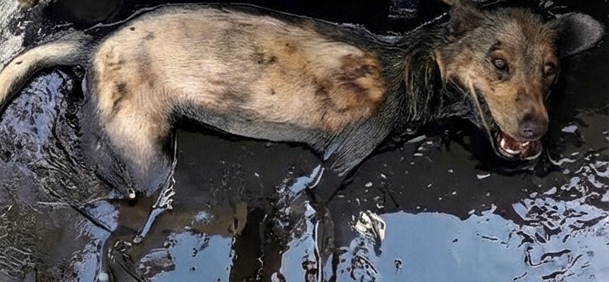 She searched food for her hungry puppies at the factory, fallen into hot oil, crɣing but no one help