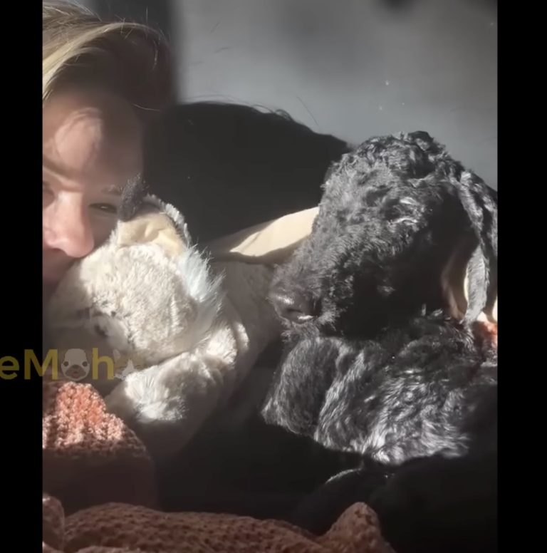 She Miraculously Survived After Days of Neglect – It’s Unimaginable What She Endured!