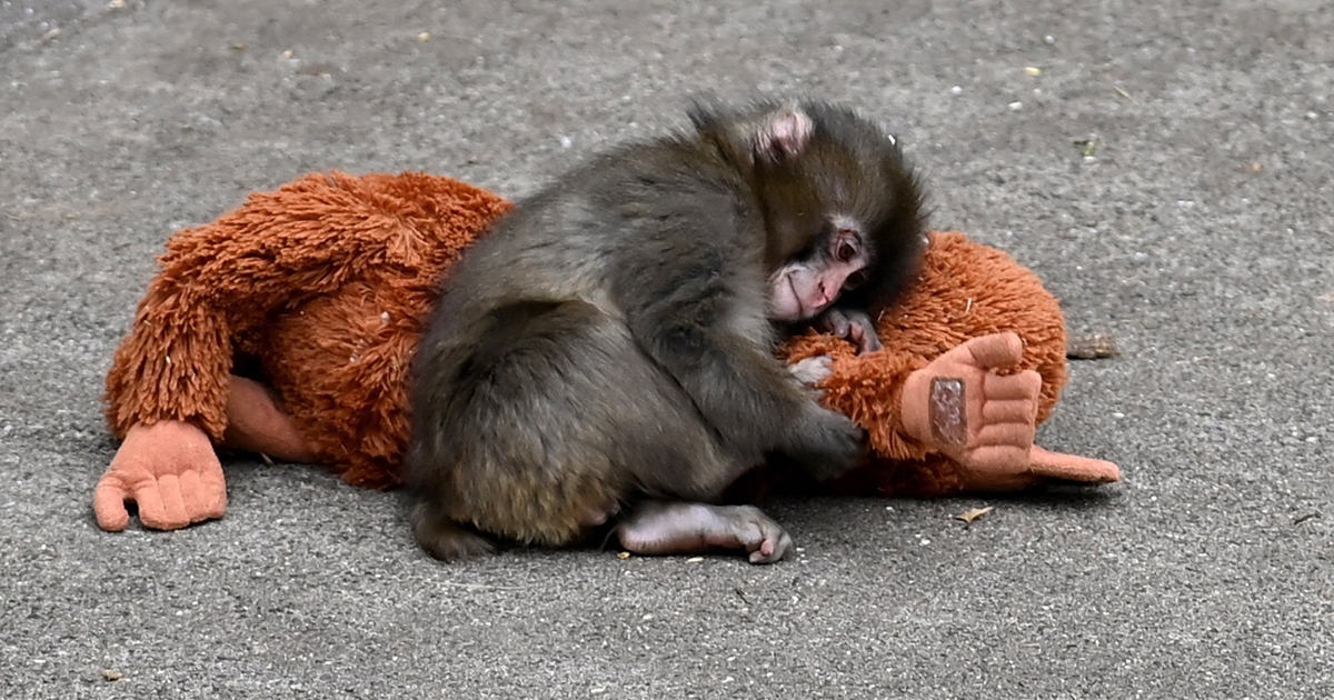 Expert explains why Punch’s mom abandoned him and why other monkeys ‘bully’ him