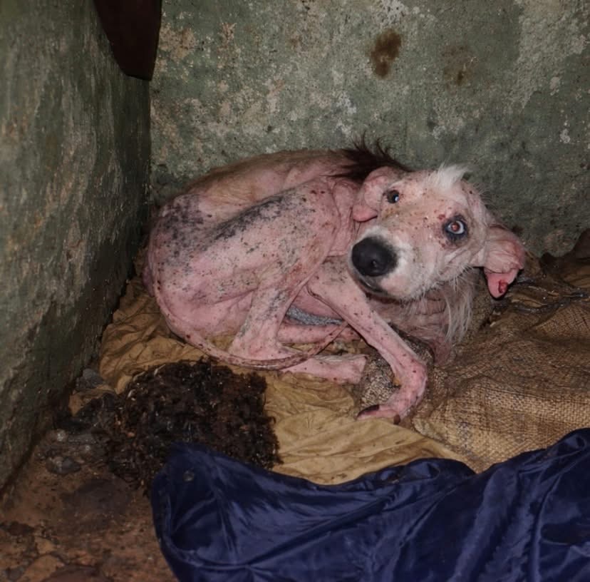 Dobby was found at 3 a.m. in an abandoned house, surrounded by trash and clinging to life.