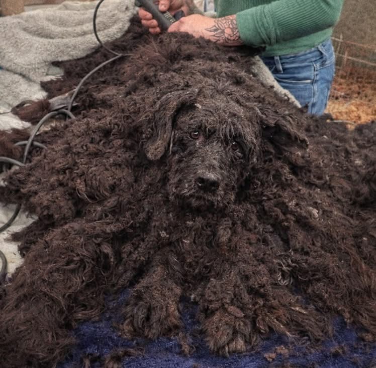 Her owner brought her in, stood there coldly, and asked for one thing: Euthanasia.