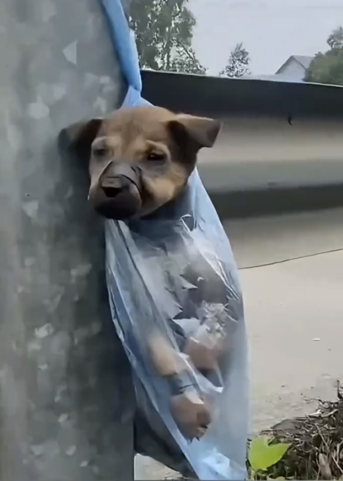 couple found a dog tied up on a highway guard-rail. When they got closer, they realized the gravity of the situation: their paws and mouth were tied with insulating tape. The animal had been left there, alone, exposed to the sun, the intense noise of cars and the constant risk of death.