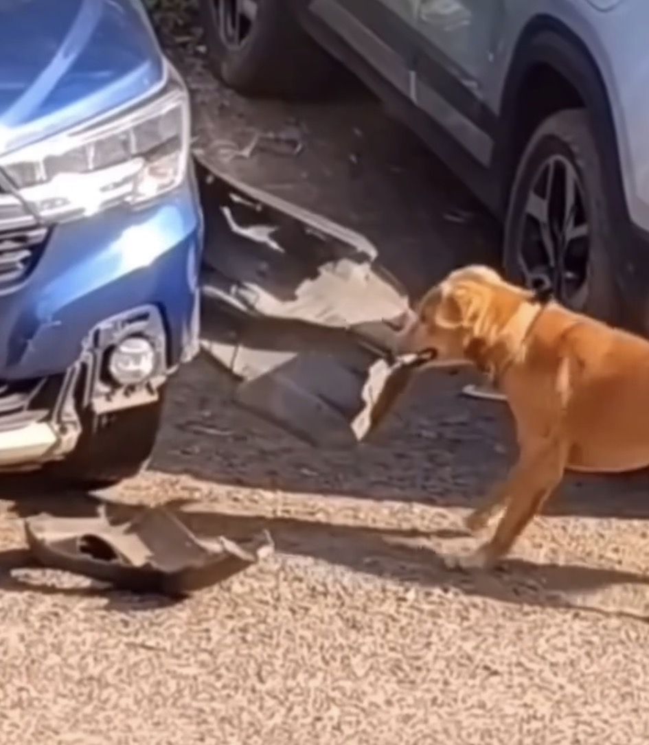 Here is a breakdown of what happens in the clip: