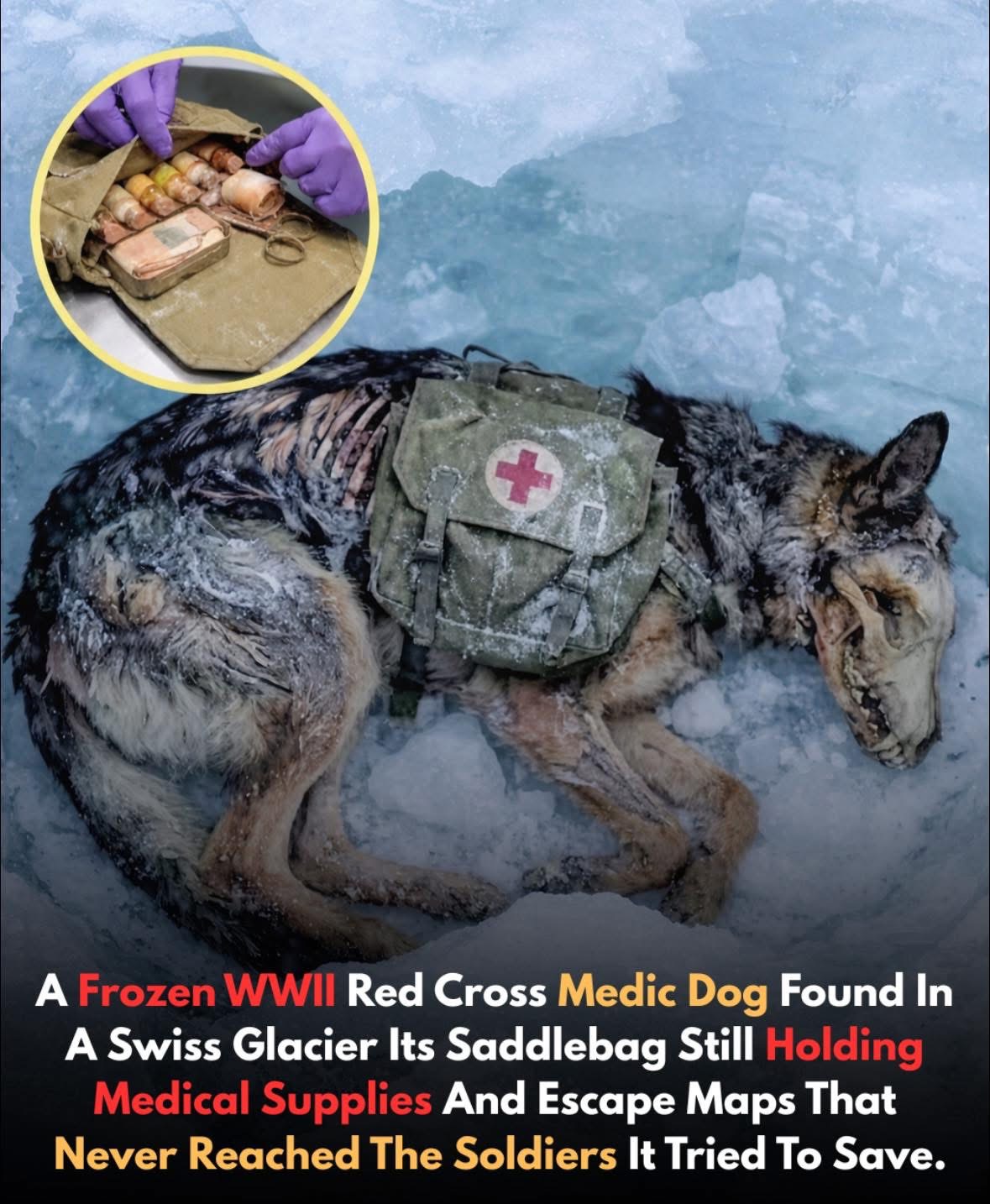 Frozen WWII Medic Dog Emerges from a Glacier After 80 Years 🐕❄️