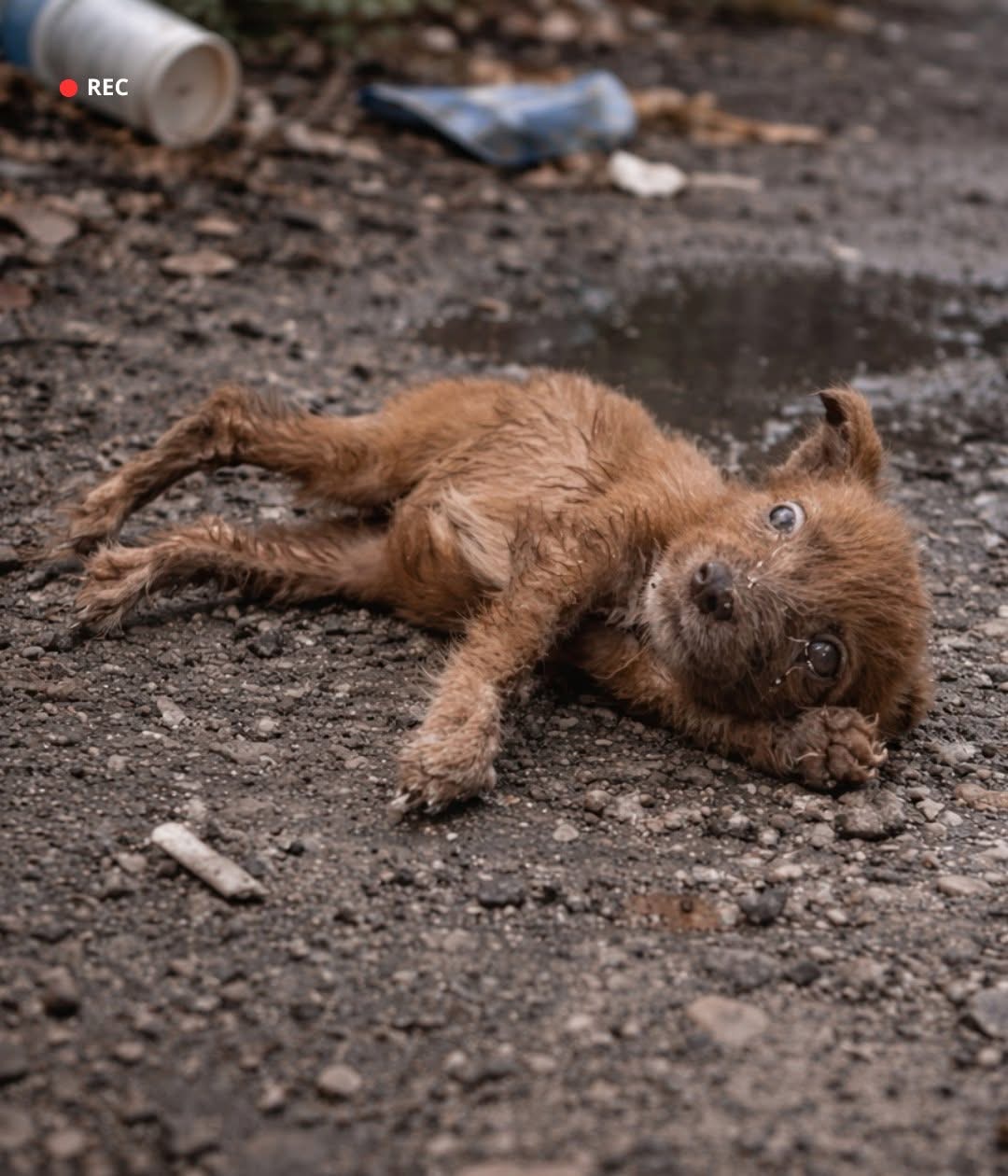 After being abandoned and growing too weak to move, she felt completely helpless.