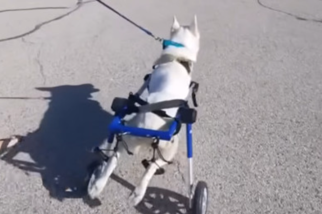 Angel’s Triumph: From Tragic Abandonment to Heartwarming Recovery and New Beginnings