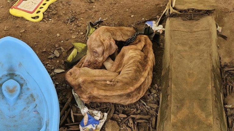 5 years chained in misery, forgotten among garbage… until love gave her freedom