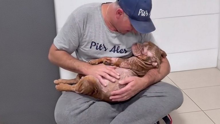 Used for breeding her whole life, blind and broken — she fell asleep in my arms