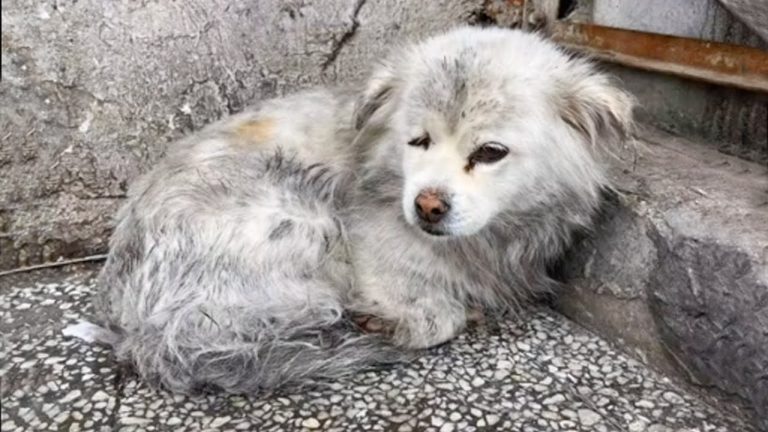 Pregnant about to give birth and 2.8kg tumor, she lay exhausted in front of the bookstore