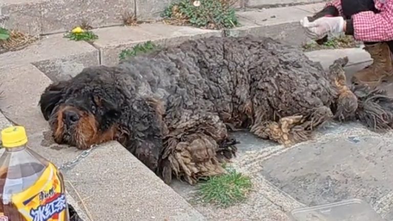 11kg fur and body full of wounds, He lay exhausted in front of the abandoned company gate. HELP!
