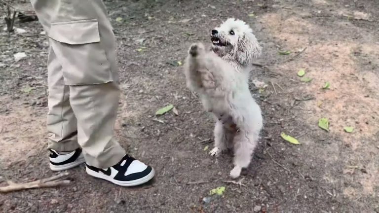 “Please Follow Me!!”, This Starving Mama Dog Begged Me… I Never Expected What I Found