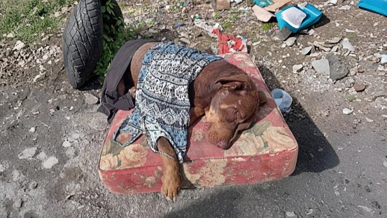 Being Run Over and Over, He Collapsed in Endless Pain and Desperate at Indifference of Passersby