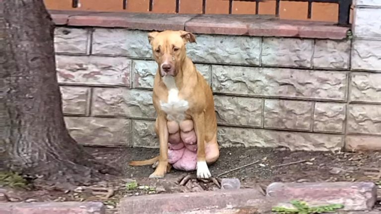 Dog with breasts about to burst, desperately Waiting for her owner who took her pups and dumped her