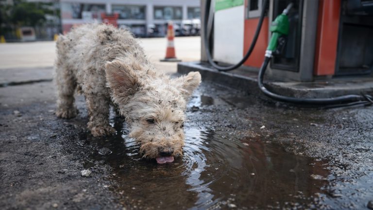 In 40°C Heat, This Dog Ran Nearly 2km to a Gas Station Just to Find Water