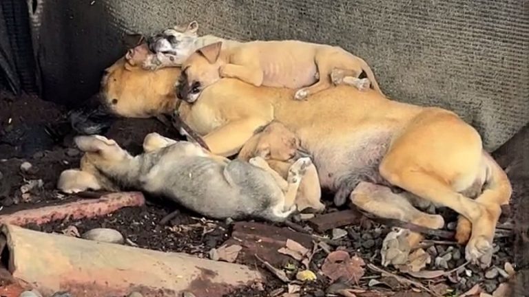 She hugged her puppies and lay down to rest forever, unaware that her life just began