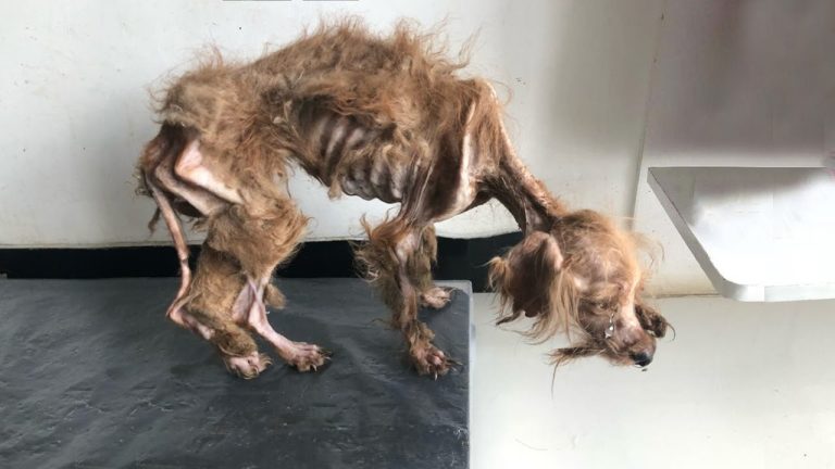 Nothing But Skin And Falling Fur On Bones, He Never Had Any Care or Love From His Owner!