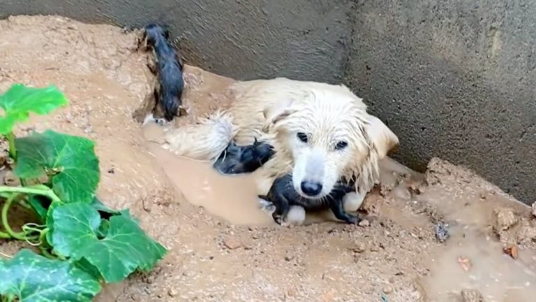 In the cold rain, she was exhausted, soaking in the puddle trying to hold her newborn children