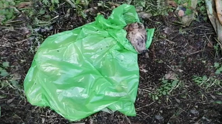 Wrapped in a garbage bag and thrown like a trash. They made sure he would die!!!