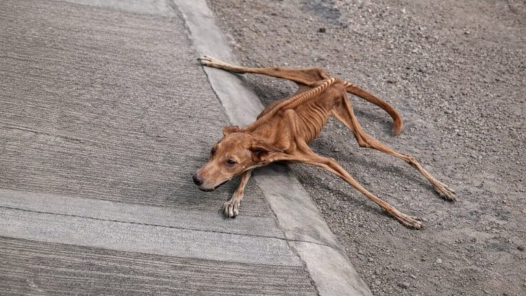 Her Back Bent From Hunger… And Tears Fell With the First Bite
