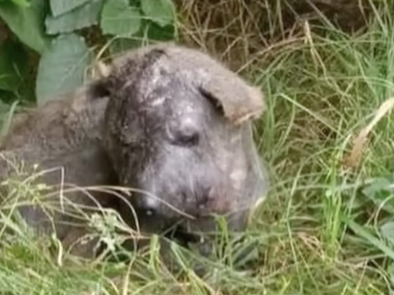 Cast Him Out of the Village… They Saw Him as a Bad Omen — Every Night, He Would Hide and Cry Alone