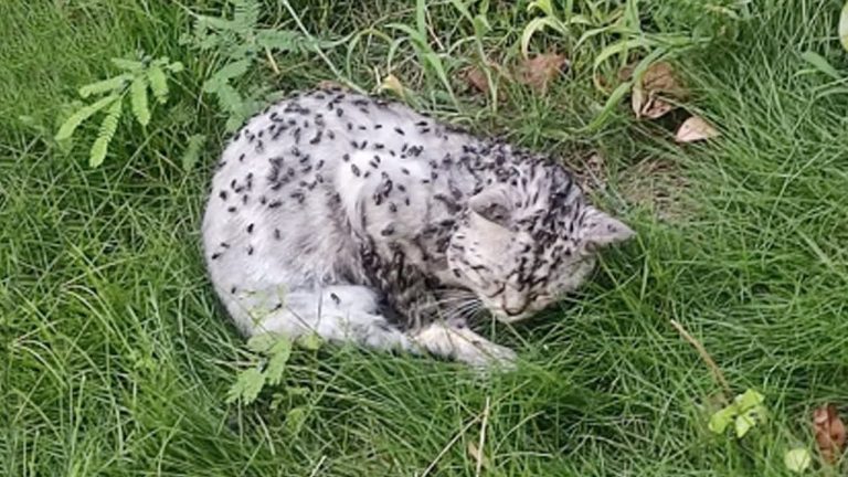 Her two hind legs broken, she lay helplessly in a corner of the park waiting for her end