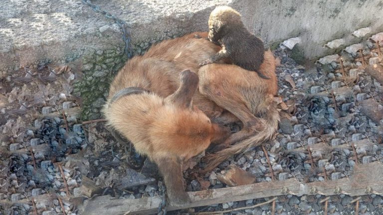 The Reunion Has Taken All The Tears of Millions of Hearts of Tiny Puppies