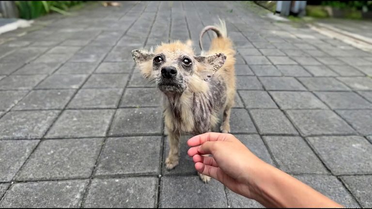 She Approached & Weakly Begged Me, Pregnant Dog Thought She Lost All Her Babies Then a Miracle