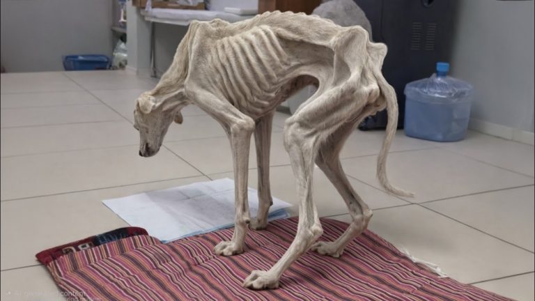 He Stopped Eating Out of Longing for the Owner Who Abandoned Him, Until He Became Skin and Bones