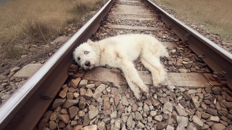 Hit by a train and left bleeding, unable to move… then her owner’s secret was revealed