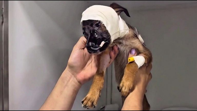 She Cried for Days, Never Forgot What They Did to Her… That Monster Changed Her Life forever