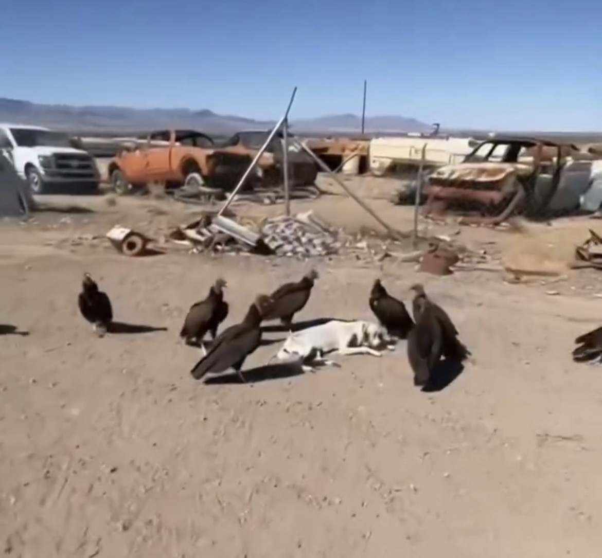 The Rescue at the Iron Graveyard