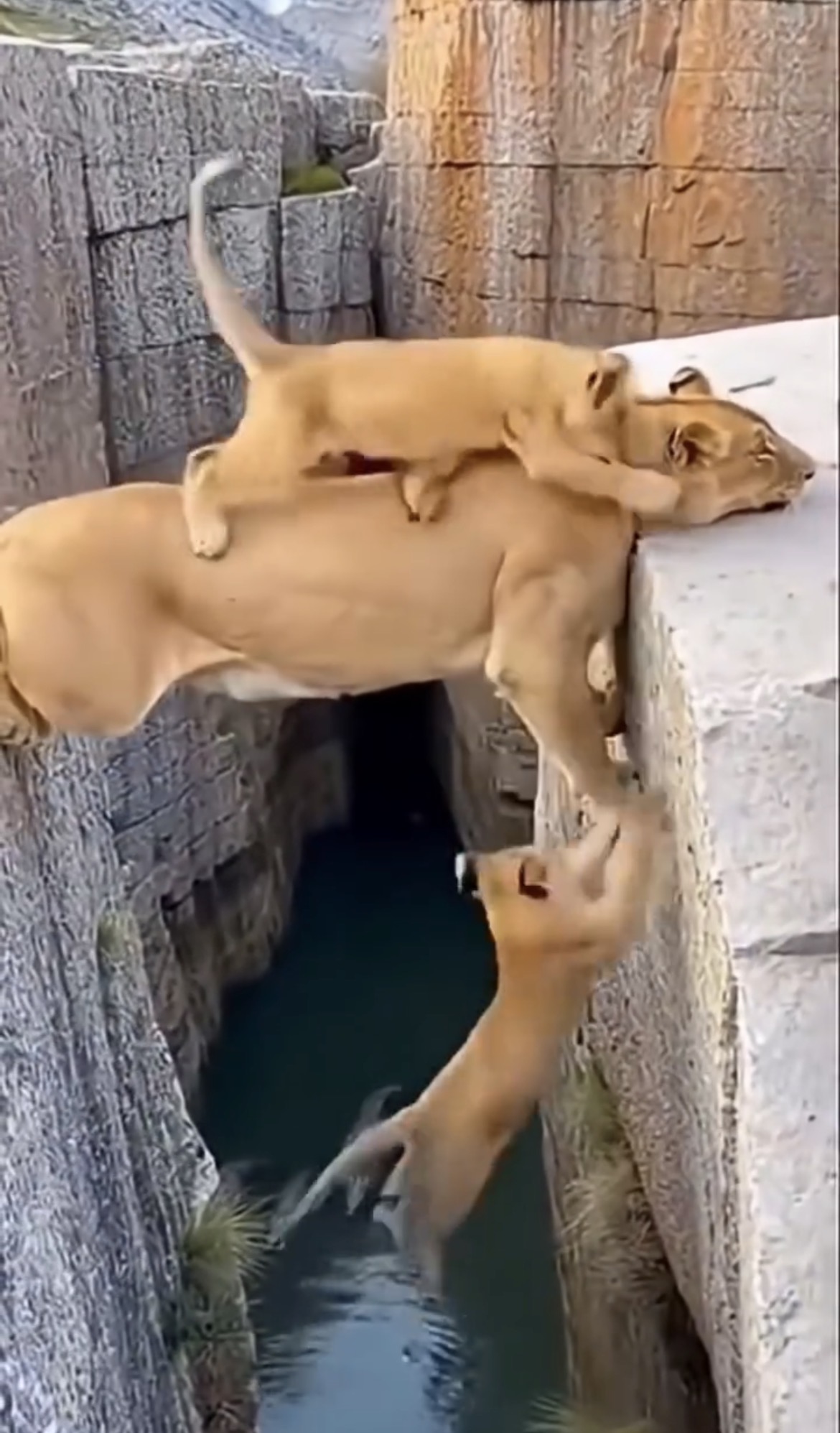 This sounds unreal, but she actually lived like it was true. For three years she copied behavior