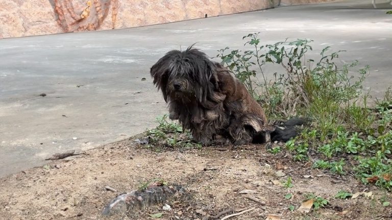 With 9 Pounds of Hair, This Dog Wandered for Years—Too Scared to Let Anyone Near