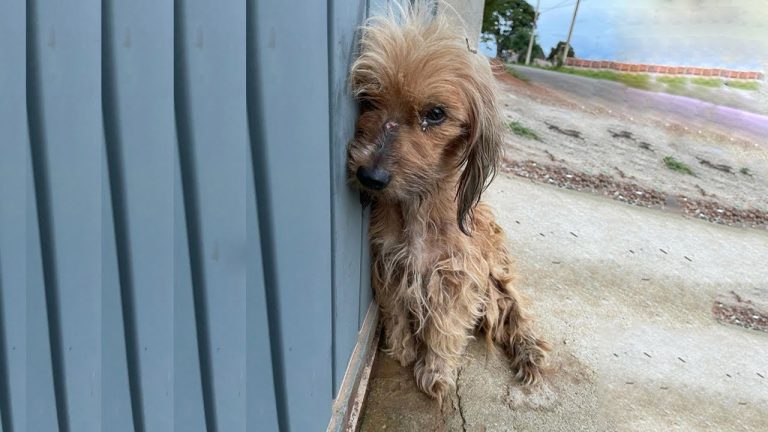 “She Was Just a Toy to Them” — Exhausted Stray Dog Collapses After Days of Being Teased by Kids!